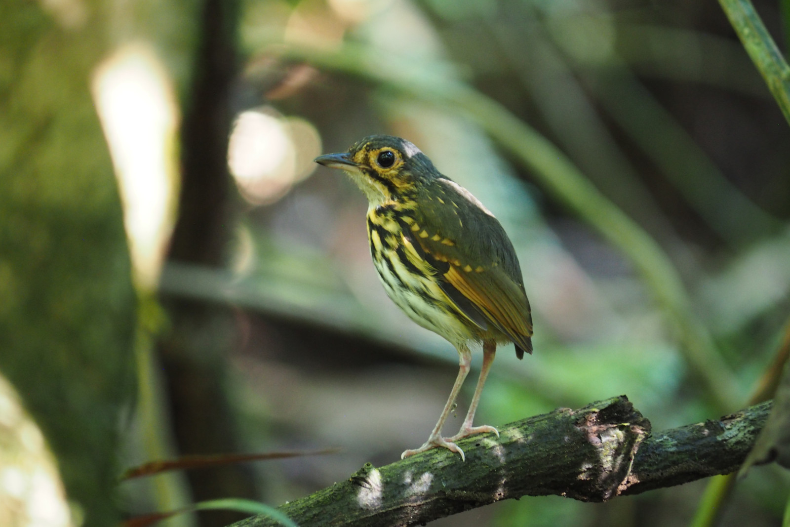 image Streak-chested Antpitta